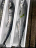 賣(mài)魚(yú)七郎 青島海捕大鲅魚(yú)整條凈重5斤（5-8條）馬鮫魚(yú)海鮮生鮮魚(yú)類(lèi) 曬單實(shí)拍圖