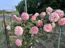 臨雅粉色龍沙寶石薔薇爬藤本月季花苗盆栽四季濃香玫瑰花卉植物庭院開 【粉龍1米5】3棵升級款 曬單實拍圖