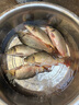 船長(zhǎng)漂蘆魂K10高靈敏醒目魚漂抗走水黑坑鯉魚漂 K10蘆葦原色標(biāo)準(zhǔn)尾—1號(hào) 曬單實(shí)拍圖