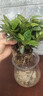 京悠雨梔子花盆栽花卉植物室內(nèi)四季開花帶花苞陽臺綠植濃香型大樹苗好養(yǎng) 90#梔子花帶花苞【簡易盆】 含盆 曬單實(shí)拍圖