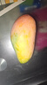 農多鮮海南貴妃芒當季新鮮芒果水果孕婦紅金龍熱帶水果樹(shù)上熟 2斤 精選裝(單果250-300g ) 曬單實(shí)拍圖