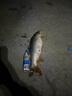光威（GW） 光威魚竿龍云超硬臺釣竿 碳素魚竿超硬魚桿28調鯉魚黑坑 5.4m 龍云三代 曬單實拍圖