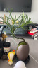自然空間羅漢松小盆景室內綠植中式古風植物辦公客廳茶幾桌面觀賞擺件好養(yǎng) 鼓砂素紋飄枝螺旋羅漢松+09座 曬單實拍圖