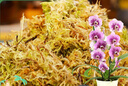 德沃多肥料水苔約6L(一級)營養(yǎng)土爬寵烏龜冬眠蝴蝶蘭君子蘭花苔蘚水培盆栽 曬單實拍圖