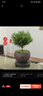 八芽 小葉赤楠盆景擺件室內綠植花卉盆栽老樁客廳辦公室桌面好養植物 （【熱銷(xiāo)款】舍得紫砂盆赤楠+苔蘚+底座） 曬單實(shí)拍圖