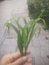 玄皇 【自帶鏡頭膜】蘋果14ProMax手機(jī)殼iphone14防摔高端透明超薄全包男女款簡約硬殼 蘋果14Pro【暗紫色】久不發(fā)黃+防爆鏡頭膜+膜 曬單實(shí)拍圖