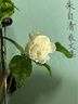 虎頭茉莉 白茉莉 雙色茉莉 綠植花卉室內(nèi)盆栽花卉盆栽白色茉莉花卉 虎頭茉莉4年苗 曬單實(shí)拍圖