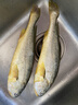 正宗大陳島大黃魚東海黃花魚新鮮活冷凍深海臺州海鮮水產(chǎn)中秋禮盒 0.9-1.1斤/每條 2條裝 曬單實拍圖