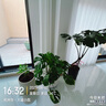 植男植女龜背竹客廳大盆栽大型綠植室內(nèi)凈化空氣圓盆源頭直發(fā) 曬單實拍圖
