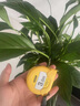 得力（deli）鋼卷尺米尺盒尺拉尺木工尺伸縮尺小迷你卷尺高精度耐摔測(cè)量尺子 【3mx16mm】鋼卷尺-防滑耐磨 曬單實(shí)拍圖