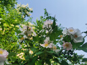 祿昇琪（LUSHENGQI）防蚊門簾夏季網(wǎng)紗簾子自吸通風(fēng)透氣防蠅蟲軟紗簾磁吸紗網(wǎng)門簾定制 曬單實(shí)拍圖