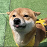 慈慈超薄扁頭插座小型插線板靠墻兩腳轉(zhuǎn)換器迷你小巧學生宿舍家用插板接線板 [2腳插頭]6插位 全長5米 X003  曬單實拍圖