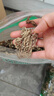 艾世康 純艾葉艾草泡腳藥包泡腳干艾葉泡澡艾草包產(chǎn)婦月子洗頭陳艾艾灸 2024年收割  蘄艾葉 發(fā)2袋 曬單實拍圖