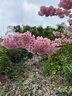 國(guó)寶橋米京山橋米20斤真空 綠色食品 湖北地標(biāo)大米 當(dāng)季新米 長(zhǎng)粒秈米 曬單實(shí)拍圖