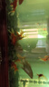 德瑞水族 魚飼料血鸚鵡增紅增艷專用魚糧魚食發(fā)財魚金魚錦鯉飼料1200g 曬單實拍圖
