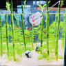 臨雅魚缸水培植物富貴竹竹林造景新手水草缸四季常綠水養(yǎng)盆栽水生綠植 30cm水培富貴竹10根(帶葉) 曬單實(shí)拍圖