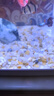 天然水晶砂魚缸原生底砂造景裝飾石頭水族箱水草沙烏龜用鐵膽沙子 水晶粗砂1斤 曬單實(shí)拍圖