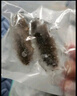 即食海參 大連鮮食海參單個(gè)裝500g海鮮水產(chǎn) 鮮食海參 13-17只/斤 曬單實(shí)拍圖