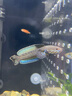 進(jìn)口阿薩姆奶茶雷龍魚(yú)火背酒紅幻彩紅寶石幻藍鬼王黃金眼睛雷龍魚(yú) 進(jìn)口奶茶雷龍5-6厘米 曬單實(shí)拍圖