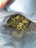 北蔬 蠶豆種子苗特大早熟本地適合南北方耐寒菜種籽 農(nóng)家蠶豆種子500g 曬單實(shí)拍圖