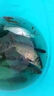 釣魚誘餌黃辣丁專用魚餌羊油顆粒餌料戶外池塘野釣垂釣誘釣魚餌料 羊油顆粒餌*1瓶【大師網(wǎng)紅同款】 曬單實拍圖