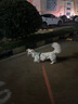 拉夫威爾ruffwear嗨輕狗狗胸背帶狗背帶中小型犬雪納瑞背帶式狗狗牽引繩 鼠尾草綠/霧森綠 XS 曬單實拍圖