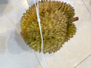 京鮮生 進口金枕頭榴蓮 凈重5-6斤 1個裝  鮮果 生鮮 新鮮水果 曬單實拍圖