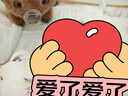 Jellycat斯溫利野豬動(dòng)物毛絨玩偶公仔娃娃安撫玩具2025秋冬新品 棕色 One Size 曬單實(shí)拍圖