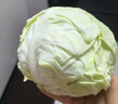新鮮甘藍(lán)包菜卷心菜新鮮嫩綠蓮花白現(xiàn)摘現(xiàn)發(fā)早餐減脂 新鮮包菜 1.5-2斤 人工挑揀 曬單實拍圖