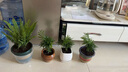 新品推薦袖珍椰子綠植盆栽客廳擺件盆栽水土培四季常青吸甲醛 原土三盆【24-30顆】 新品袖珍散尾葵盆栽 曬單實(shí)拍圖