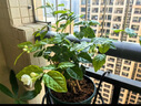 開時果 茉莉花盆栽濃香型 桌面綠植物陽臺花卉樹苗盆景擺件源頭直發(fā)包郵 精品茉莉花5-10株【加侖盆】 曬單實拍圖