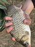 高粘度拉絲粉中長絲拉大球野釣專用通殺小麥溪流鯽魚野釣魚餌料 拉絲粉250g/1瓶 曬單實(shí)拍圖