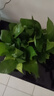 雙盟綠蘿盆栽除甲醛花卉綠植辦公室新房?jī)艋諝?80加侖2盆裝源頭直發(fā) 曬單實(shí)拍圖