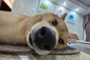 百思圖25夏季商場(chǎng)新款時(shí)尚通勤大容量手提包單肩斜挎包女X3684BX5 杏/棕 F 曬單實(shí)拍圖