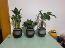 綠有意綠蘿籮發(fā)財(cái)樹綠植盆栽花卉室內(nèi)吸除甲醛桌面水培懶人植物四季好養(yǎng) 熱銷3盆】發(fā)財(cái)樹+梔子花+富貴竹 曬單實(shí)拍圖