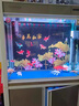 擎晨德國品質(zhì)魚(yú)缸水質(zhì)凈化劑免換水魚(yú)樂(lè )寶凈水片渾水變清發(fā)黃清澈神器 【一片見(jiàn)效/清澈見(jiàn)底】1瓶30天試用裝 曬單實(shí)拍圖