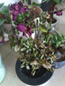 愛你一萬年迷你小玫瑰花苗盆栽帶花苞好養(yǎng)花卉植物四季開花微型月季花苗多色 紅色鉆石玫瑰帶花苞【懶人盆】 曬單實(shí)拍圖