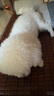 伯納天純鴨肉梨凍干三拼全價(jià)狗糧10kg/20斤 曬單實(shí)拍圖