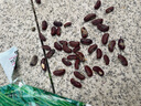 干枝梅特長豆角種子高產(chǎn)早熟抗病長豆角種子四季爬藤豇豆種籽易種 【摘不敗】長缸豆種子約100粒2包 曬單實(shí)拍圖