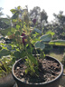 四季鉆石玫瑰盆栽帶花苞月季薔薇花大花濃香四季花卉盆栽開花不斷 混色玫瑰 帶花苞 （加侖盆） 曬單實拍圖