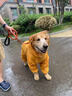大狗專用雨衣中大型犬金毛薩摩耶阿拉斯加四腳全包連帽包尾巴雨具 黃色全包尾巴（公狗） 28（背長65cm胸圍104cm） 曬單實拍圖