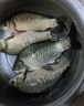 川澤子線雙鉤狼牙魚鉤競(jìng)技黑坑防纏繞魚鉤綁好套裝釣魚鉤成品全套漁具 競(jìng)技狼牙【細(xì)條】鉤8;線1.0-1.2 20付成品套裝 曬單實(shí)拍圖