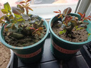 玫瑰花苗老樁盆栽玫瑰四季開(kāi)花玫瑰花室內(nèi)外陽(yáng)臺(tái)盆栽花月季老樁 蘇格綠紅玫瑰 精品玫瑰老莊1棵 曬單實(shí)拍圖