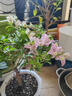 開時(shí)果 四季桂花盆栽樹苗濃香型 新中式盆景辦公室內(nèi)綠植物源頭直發(fā)包郵 精品四季桂+原土發(fā)貨（不含盆） 【整高約40-50cm左右】 曬單實(shí)拍圖