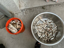 化氏龍紋鯉飛鯊旗艦休閑典藏湛盧魚竿 前塞前堵 后堵頭原裝配件配節(jié) 后堵(聯(lián)系客服注明型號(hào)) 曬單實(shí)拍圖