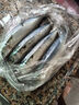鮮器青占魚(yú)鮐鲅魚(yú)青魚(yú)馬鮫魚(yú)青花魚(yú) 單凍凈重無(wú)冰海捕船凍 3-4條/斤 凈重5斤大號船凍 曬單實(shí)拍圖