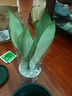 金邊虎皮蘭新房辦公室多肉植物花卉白玉虎皮蘭長(cháng)腳虎皮蘭綠植盆栽 3棵白玉虎皮蘭+1個(gè)加侖盆送底托 曬單實(shí)拍圖