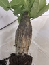 懶人水培綠植九里香綠蘿文竹室內(nèi)易養(yǎng)凈化空氣花卉盆栽植物花卉 發(fā)財樹1顆【不含盆】土培水培皆可15-20cm 曬單實拍圖