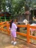 G.DUCKKIDS女童夏季套裝短袖POLO衫韓版中大童學院風女孩運動短褲兒童兩件套 紫色 polo衫套裝 160 曬單實拍圖