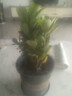 沙漠玫瑰盆栽重瓣花卉庭院植物耐旱室內(nèi)四季陽臺盆景懶人好養(yǎng)綠植 沙漠玫瑰【紅寶石】3年老樁+加侖盆 曬單實(shí)拍圖